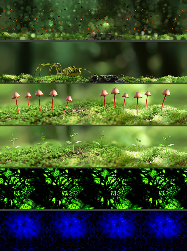 SoucheGeantePlanche1_g SoucheGeantePlanche1_g